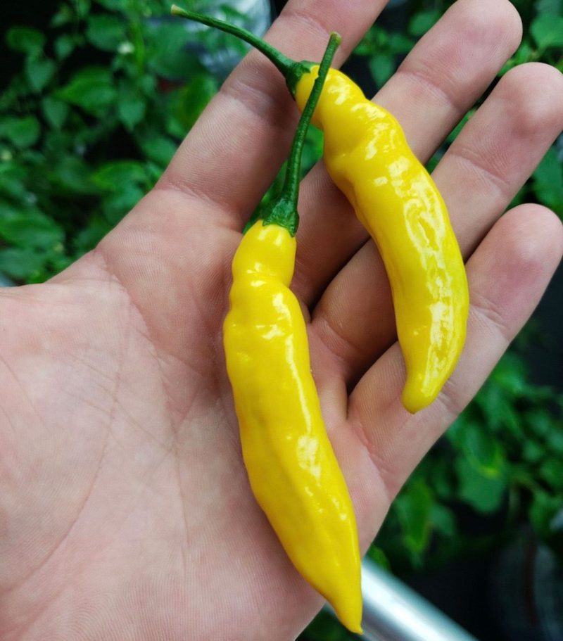 Aji Limon Pepper.01