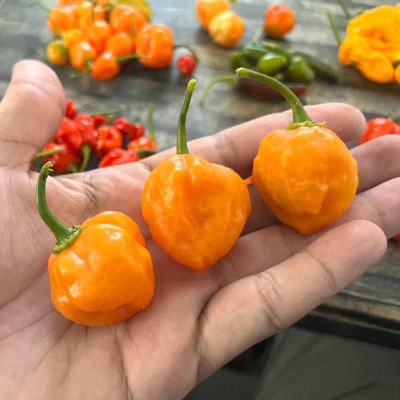 Bahamian Goat Pepper.01