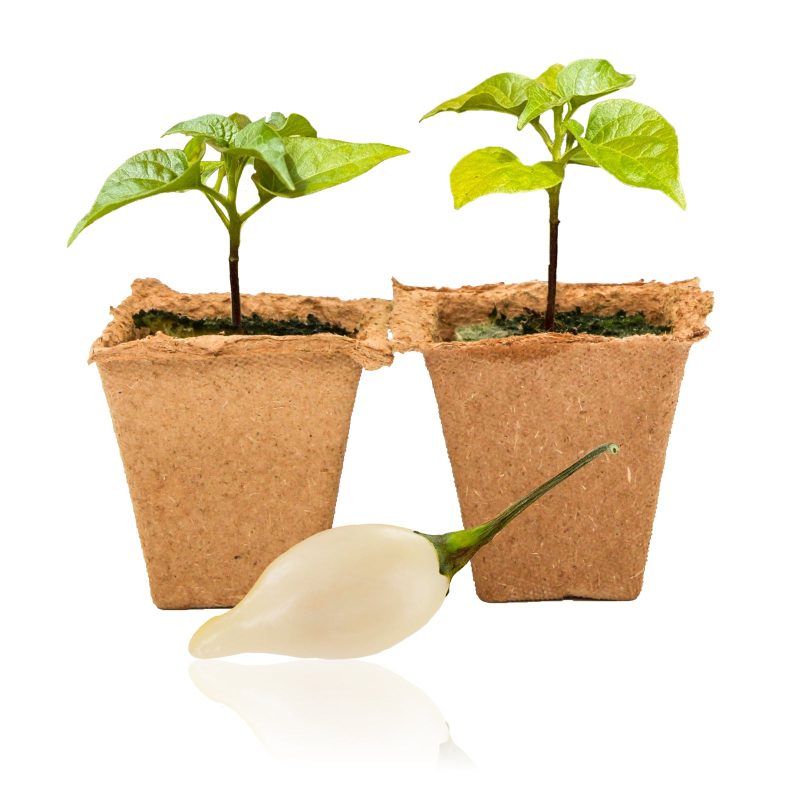 Biquinho White Pepper Plants - 2 Pack