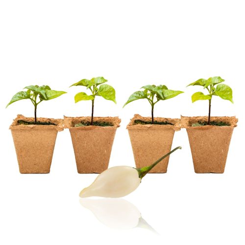 Biquinho White Pepper Plants - 4 Pack