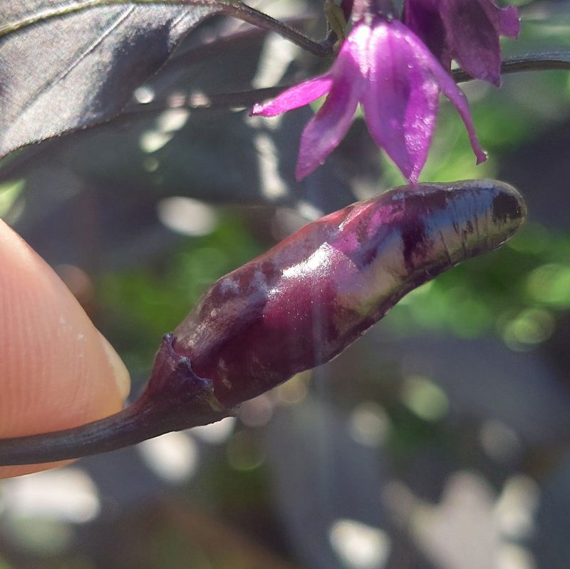 Black Scorpion Tongue Pepper.01