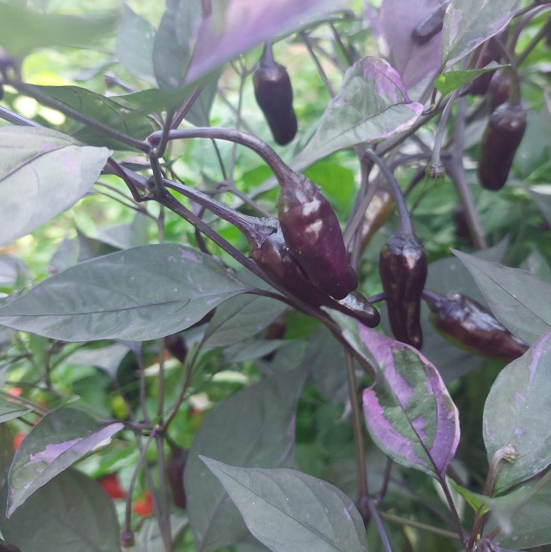 Black Scorpion Tongue Pepper.02