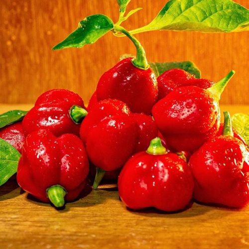 Butch "T" Trinidad Scorpion Seeds