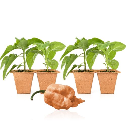 Pepper Joe's Peach Reaper plants for sale