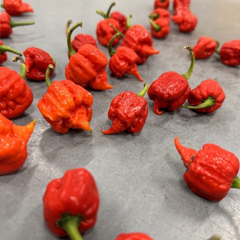 Carolina Reaper Fresh Peppers