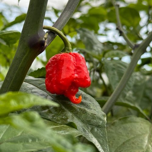 Carolina Reaper Pepper