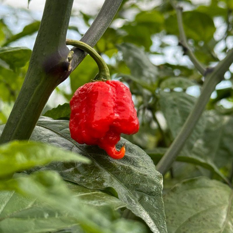 Carolina Reaper Pepper