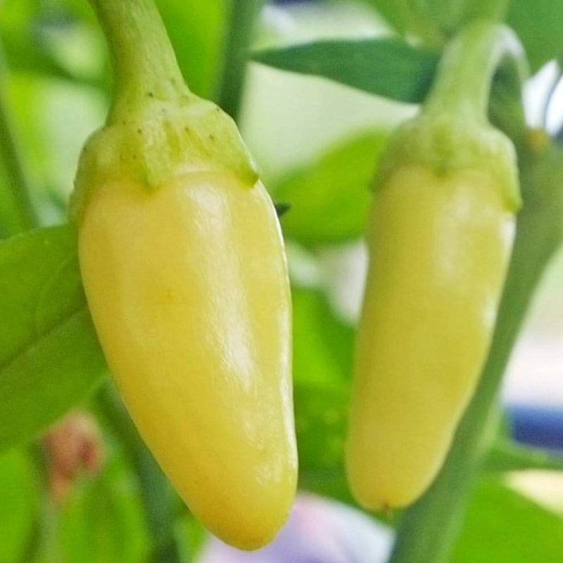 Cascabella Pepper