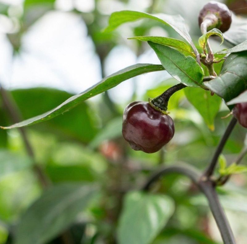 Cheiro Roxa Pepper.01