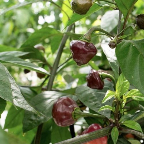 Cheiro Roxa Pepper.02