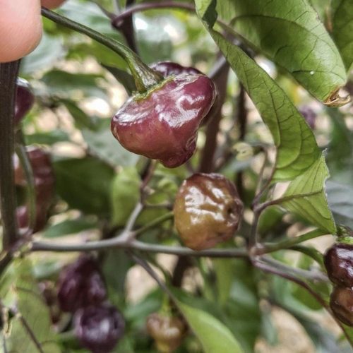 Cheiro Roxa Pepper.04