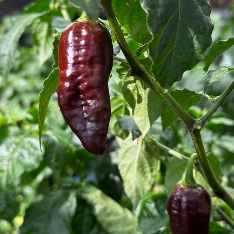 Chocolate Ghost Pepper.01