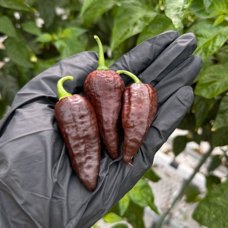 Chocolate Ghost Pepper.02