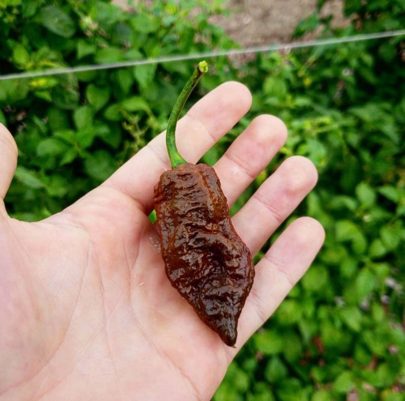 Chocolate Ghost Pepper.03