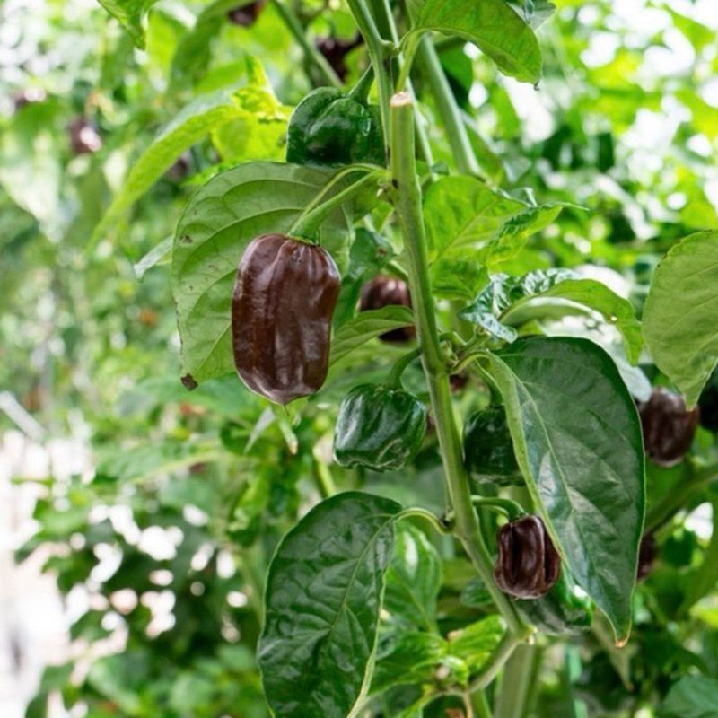 Chocolate Habanero Pepper.01