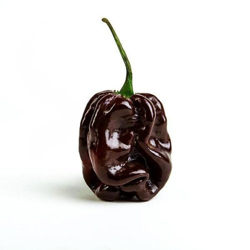 Chocolate Habanero hot pepper pepper joes