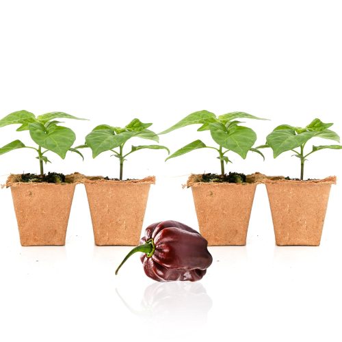 Pepper Joe's Chocolate Habanero plants for sale