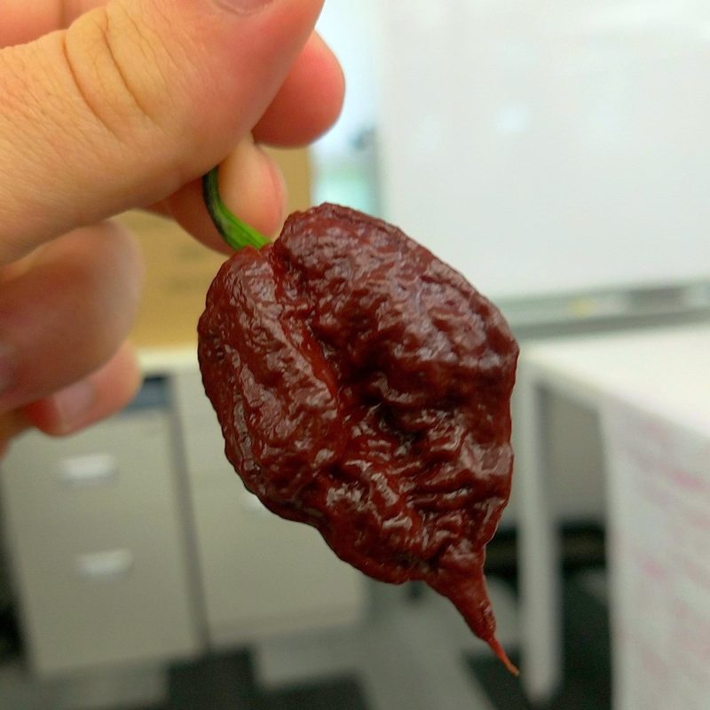 Chocolate Reaper Pepper