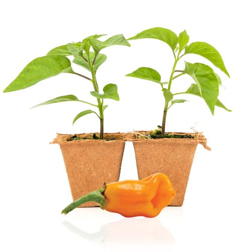 Pepper Joe's Datil pepper plants for sale