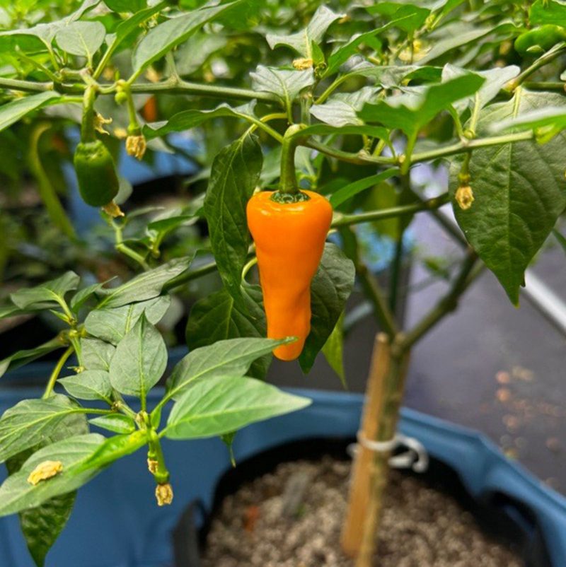 Datil Pepper Plant