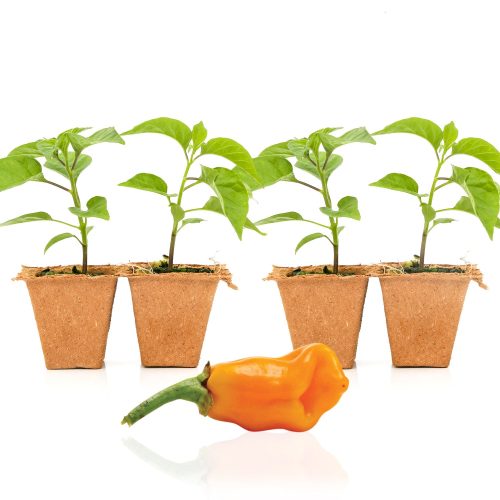 Pepper Joe's Datil seedlings for sale