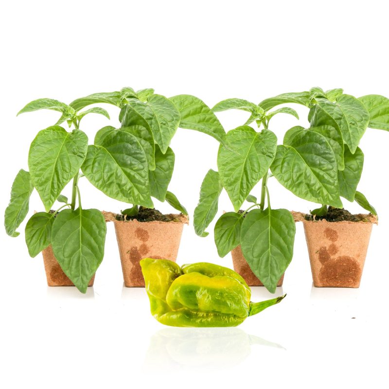 Pepper Joe's Gator Jigsaw seedlings for sale