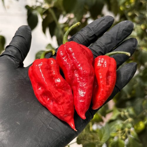 Ghost Fresh Peppers.02