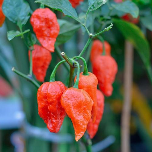 GhostPepper 3f1ff560 6bcc 49f3 9b81 3ea9f12b8a96