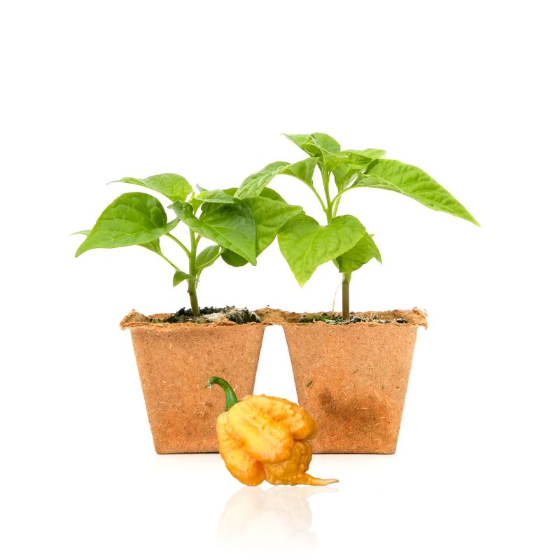 Pepper Joe's Golden Carolina Reaper Pepper Plant for sale