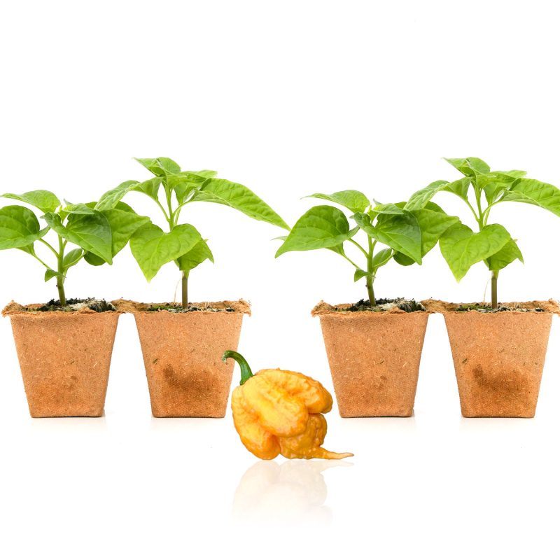 Pepper Joe's Golden Carolina Reaper seedlings for sale