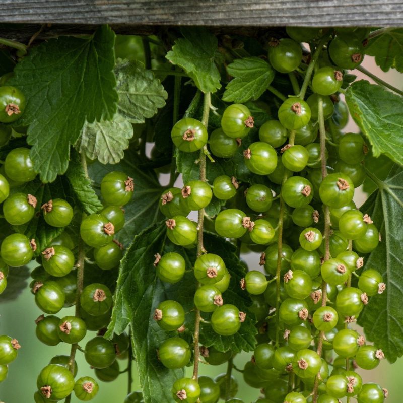 Green Grape Tomato