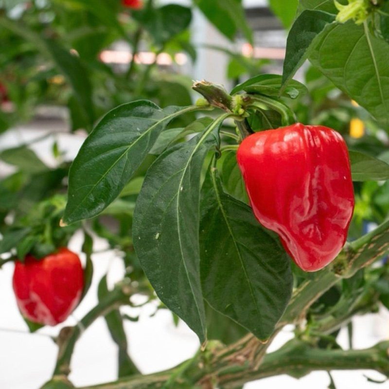 Habanero Carribean Red Pepper.02