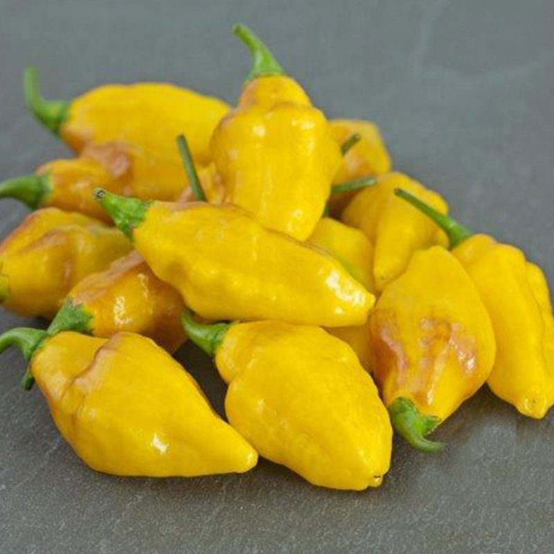 Hot Habanero Mayan