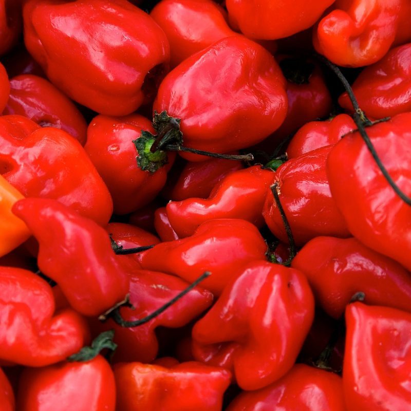 Hot Habanero Red