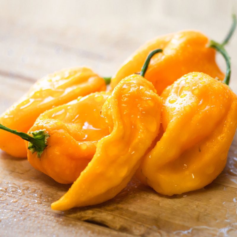 Hot Yellow Habanero