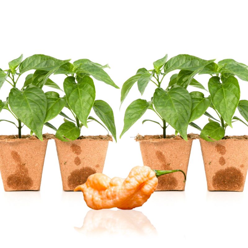 Pepper Joe's Jay's Peach Ghost Scorpion seedlings for sale