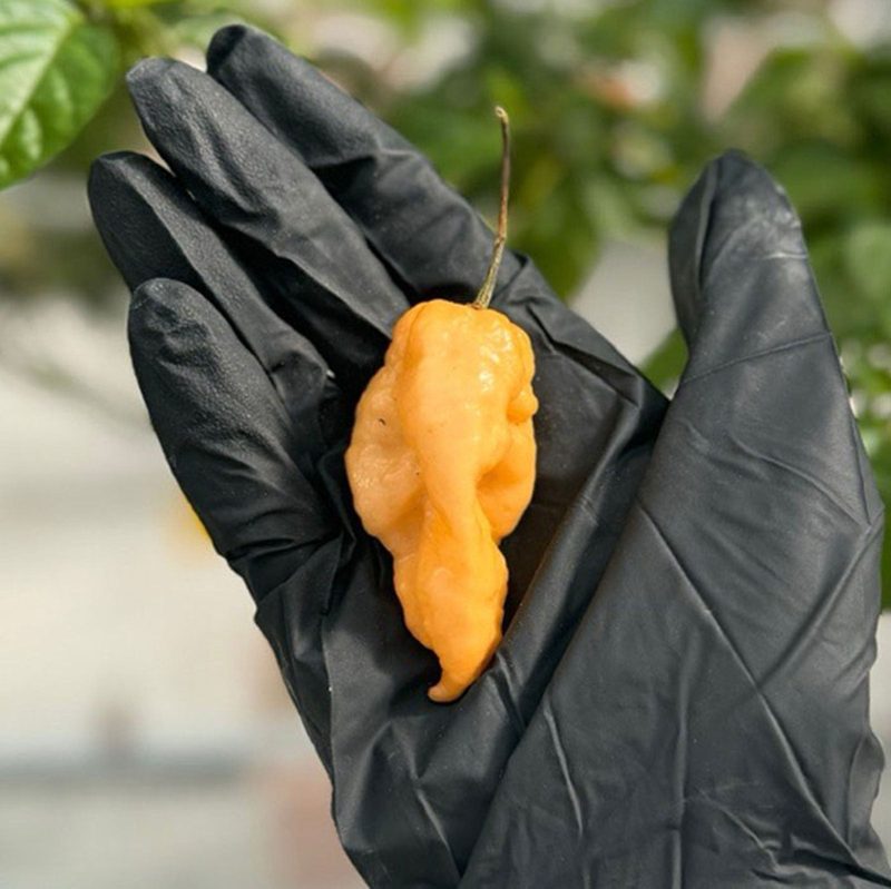 Jays Peach Ghost Scorpion Pepper