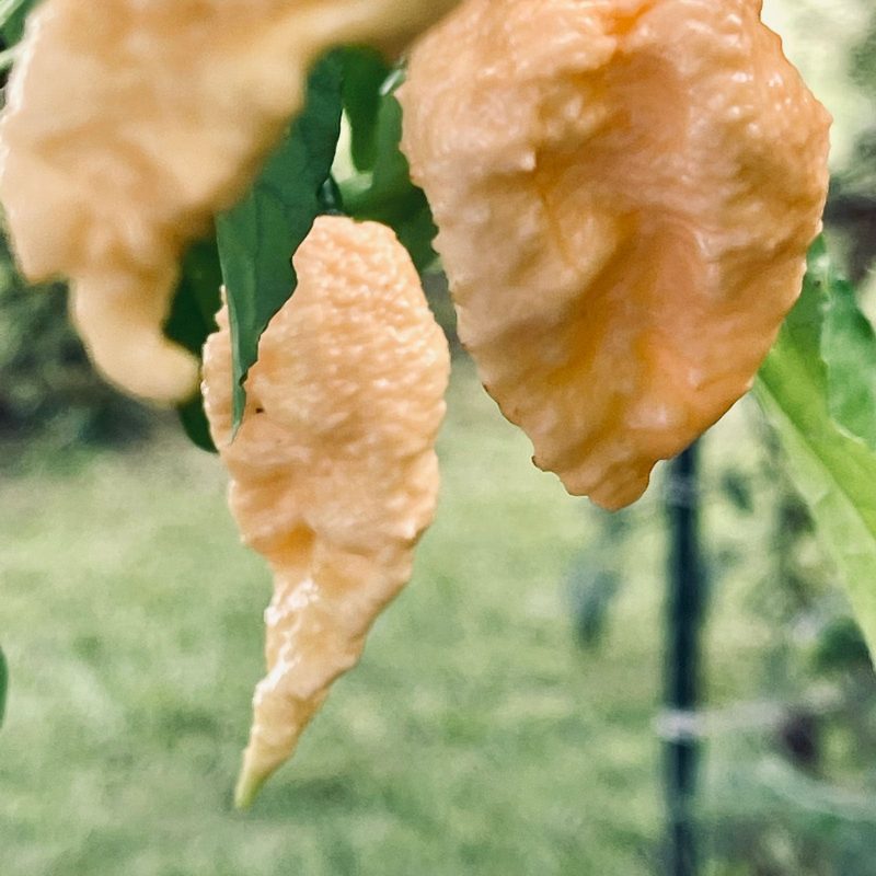 Jays Peach Ghost Scorpion Pepper.02