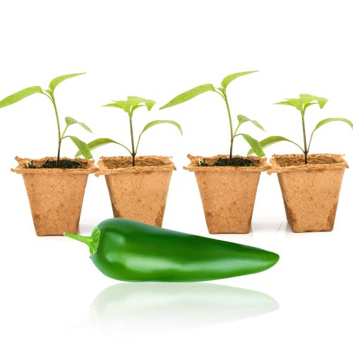 Pepper Joe's Jedi Jalapeno sedlings for sale