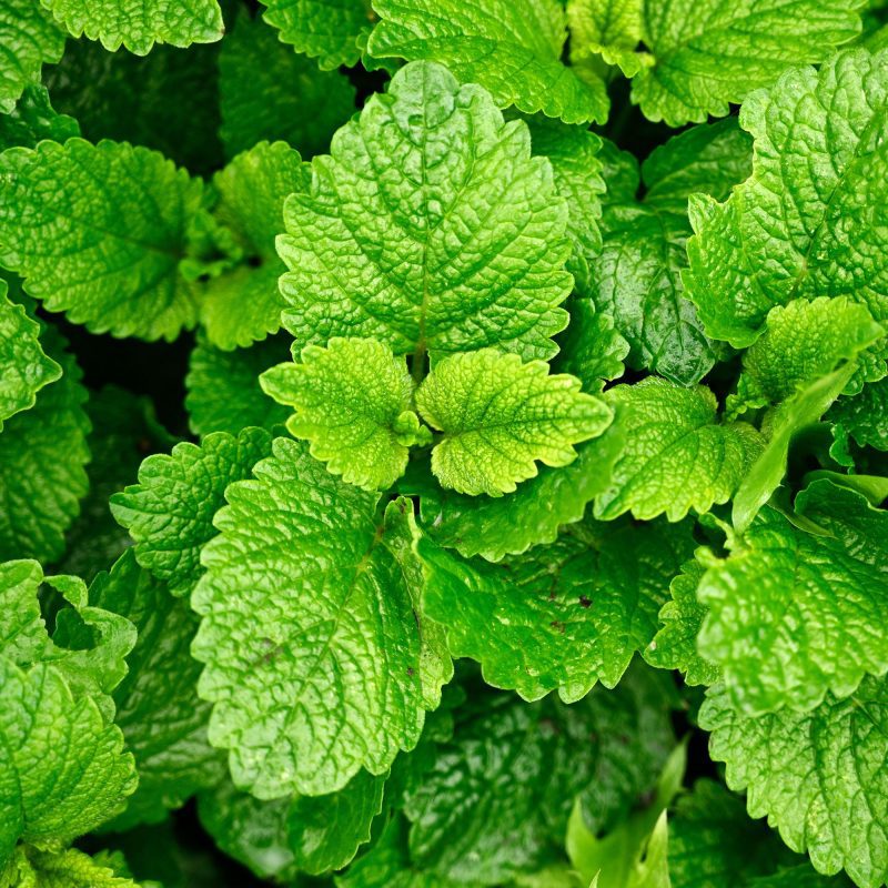 Lemon Balm Melissa