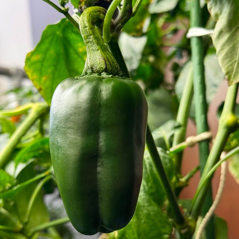 Marconi Giant Pepper.01