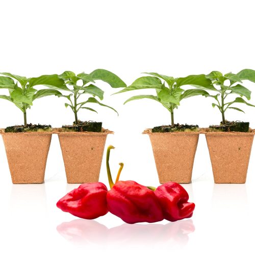 Pepper Joe's Moruga Trinidad Scorpion seedlings for sale