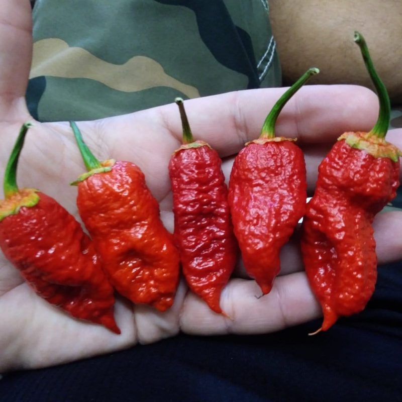 Naga BG7 Red