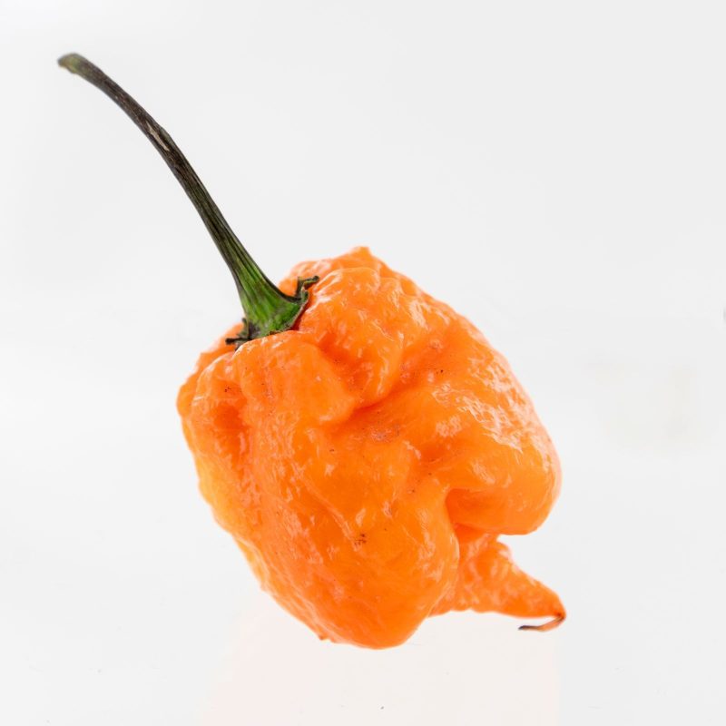 Orange Carolina Reaper.01