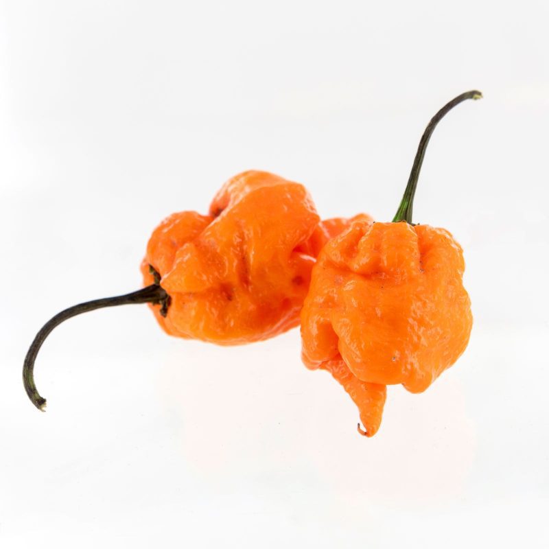 Orange Carolina Reaper.02