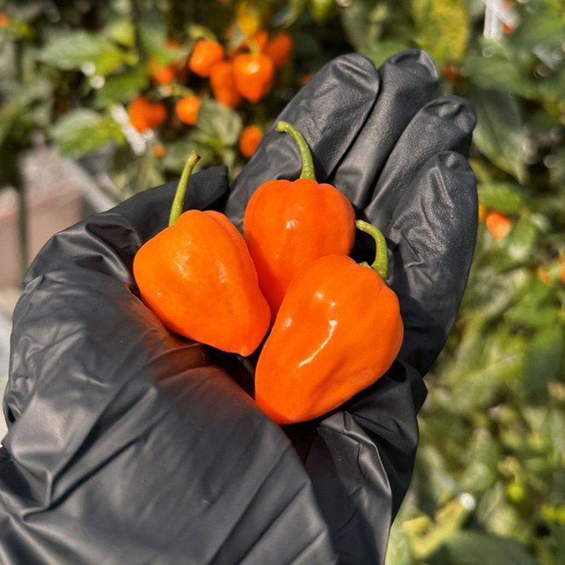 Orange Habanero Fresh Peppers.01