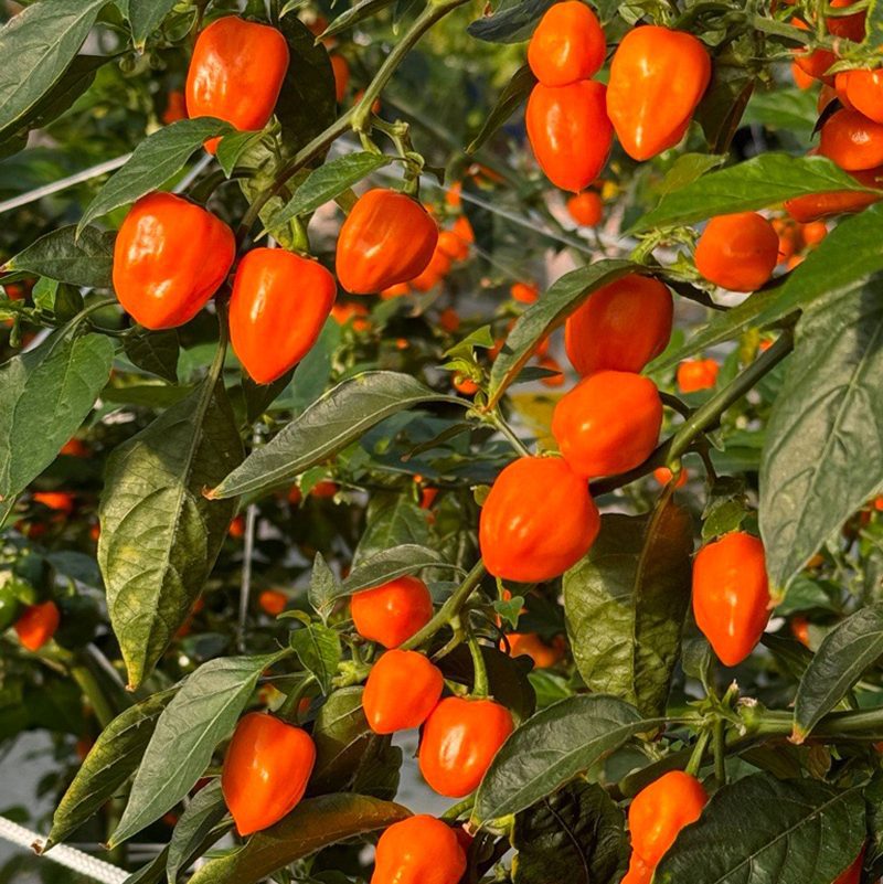 Orange Habanero Pepper