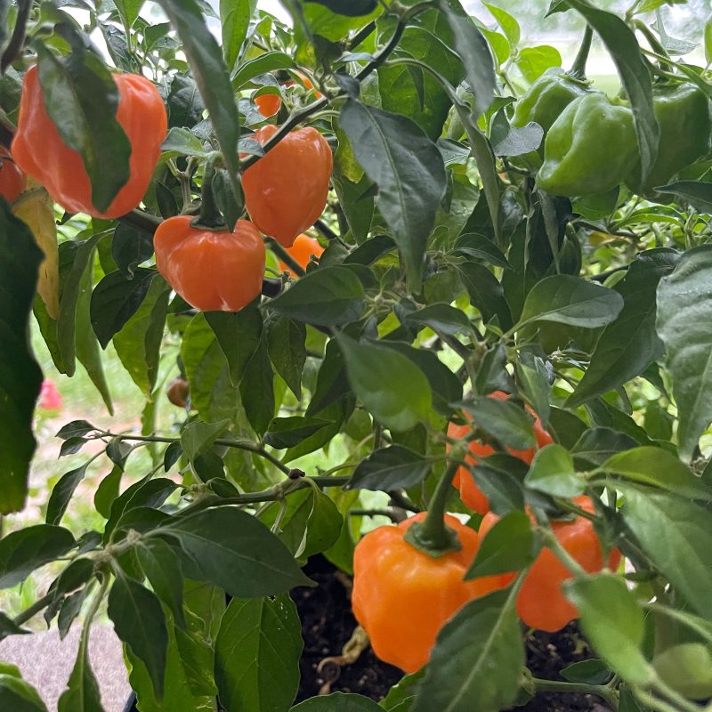 Orange Habanero Pepper.02