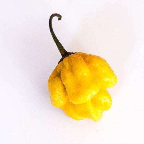 Pepper Joes Yellow Reaper 4204