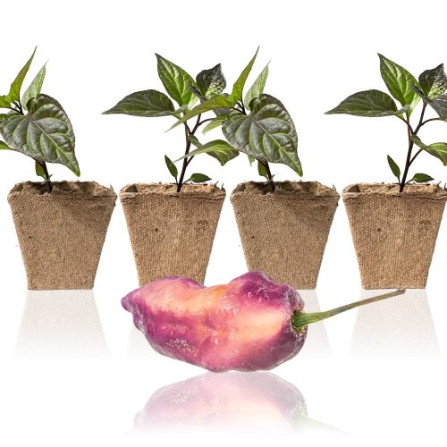 Pepper Joe's Pink Tiger Peach Bhut Jolokia seedlings for sale